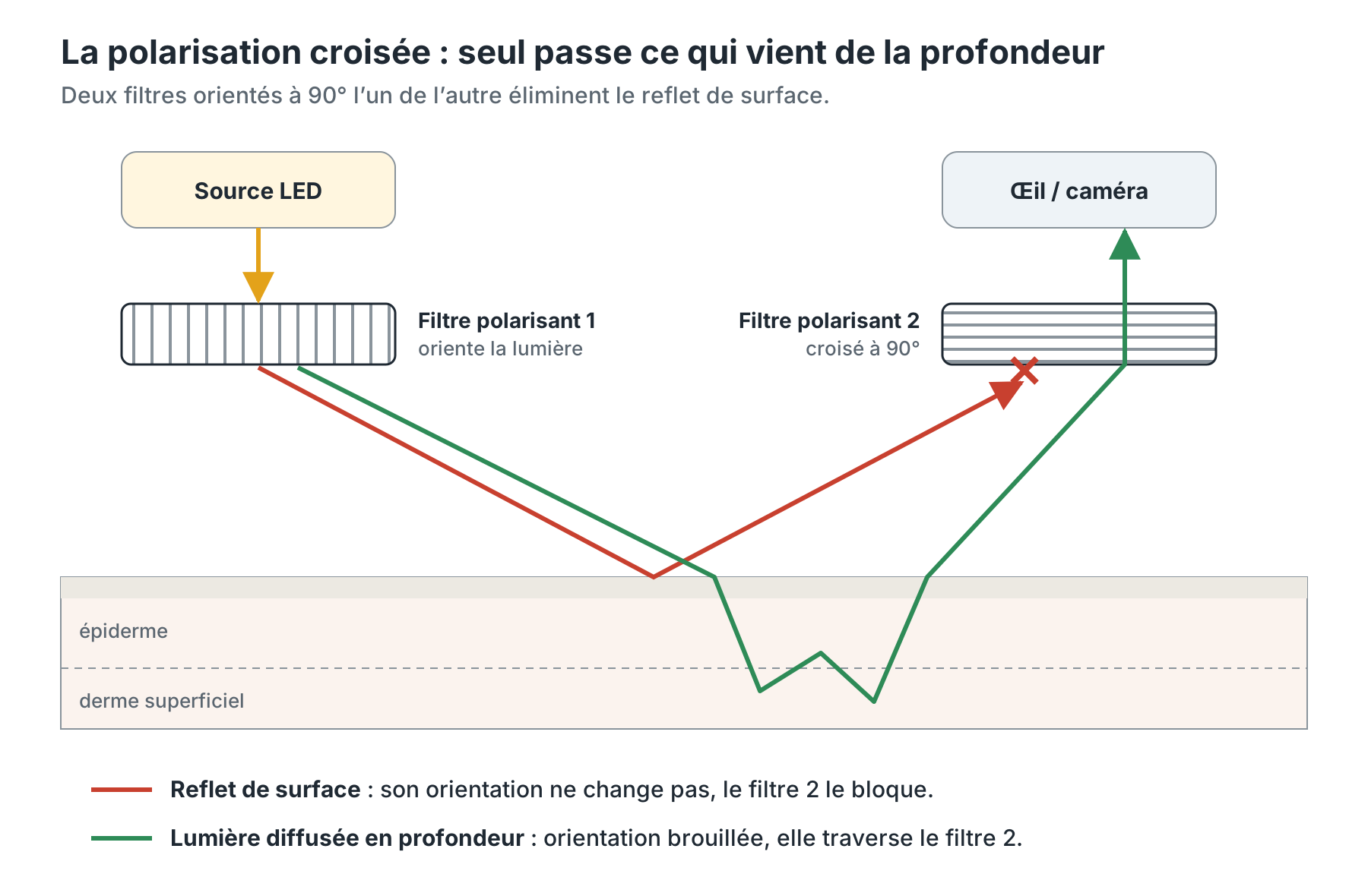 Principe de la polarisation croisée : le reflet de surface est bloqué par le second filtre, la lumière diffusée en profondeur le traverse.